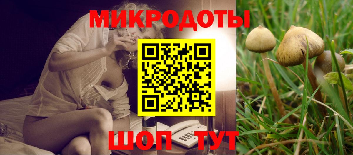 Псилоцибиновые грибы Psilocybe  Псилоцибиновые грибы прущие грибы  Осинники  Вход с VPN 